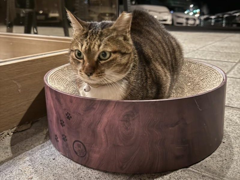 八景の看板猫はっちゃん